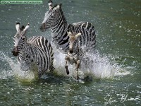 /album/fotos/cebras-jpg/