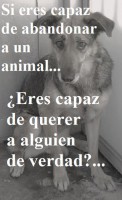 /album/fotogaleria-reflexiones/abandono-perros-jpg1/