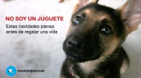 /album/fotogaleria-reflexiones/no-soy-un-juguete-jpg1/