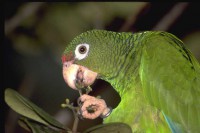 /album/programas-t-v/loro-jpg/