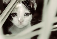 /album/programas-t-v/the-cutest-jpg2/