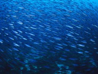 /album/marinos-/ausentes-jpg1/