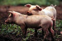 /album/domesticos-/cerditos-jpg/