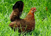 /album/domesticos-/chicken-domestic-animal-federvieh-15022764-jpg/