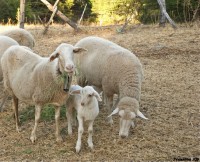 /album/domesticos-/ovejas-jpg/