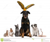 /album/domesticos-/retrato-del-grupo-de-animales-domesticos-delante-del-blanco-19571772-jpg/